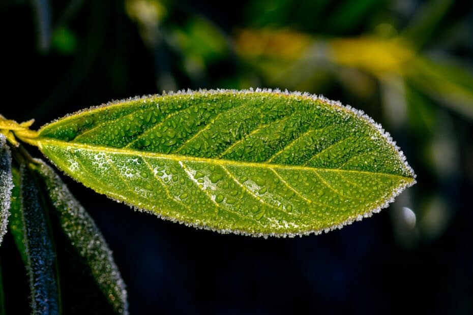 a close up of a leaf with water droplets on it